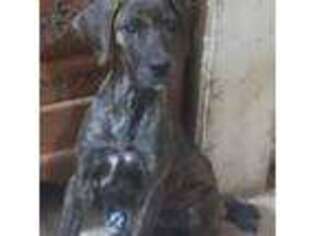 Great Dane Puppy for sale in Laurel, DE, USA