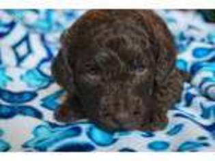 Labradoodle Puppy for sale in Azusa, CA, USA