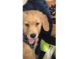 Golden Retriever Puppy for sale in Boyds, MD, USA
