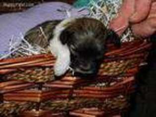 Havanese Puppy for sale in Fredericksburg, OH, USA
