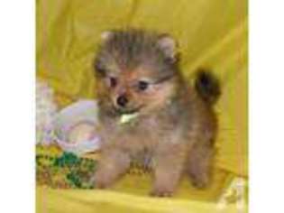 Pomeranian Puppy for sale in SIMMS, TX, USA
