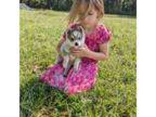 Alaskan Klee Kai Puppy for sale in Trenton, MO, USA