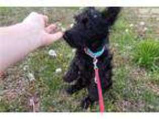 Scottish Terrier Puppy for sale in Cookeville, TN, USA