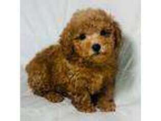 Mutt Puppy for sale in Terrell, TX, USA