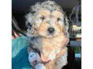 Mutt Puppy for sale in Avon, IN, USA