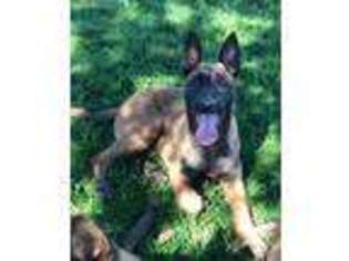 Belgian Malinois Puppy for sale in Nicasio, CA, USA