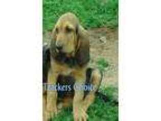 Bloodhound Puppy for sale in Waldron, AR, USA