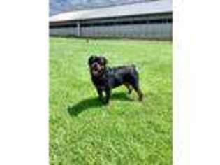 Rottweiler Puppy for sale in Rock Valley, IA, USA