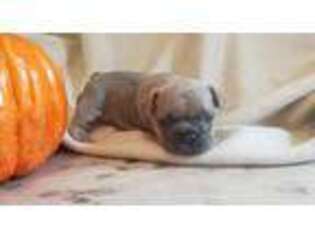 French Bulldog Puppy for sale in Linton, IN, USA