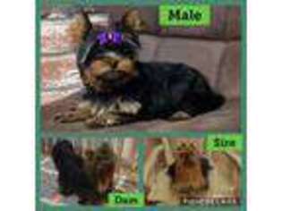 Yorkshire Terrier Puppy for sale in Coon Rapids, IA, USA