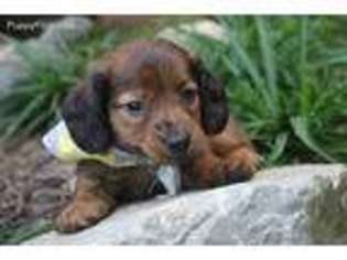 Dachshund Puppy for sale in Ruston, LA, USA