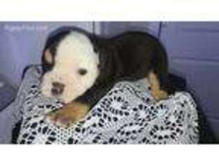 Bulldog Puppy for sale in Prosser, WA, USA