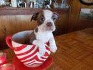 Boston Terrier Puppy for sale in Benson, AZ, USA