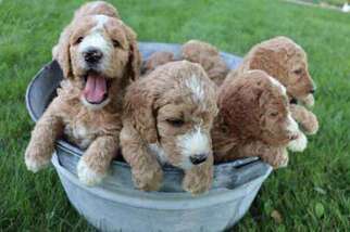 Goldendoodle Puppy for sale in Norwalk, WI, USA