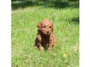 Goldendoodle Puppy for sale in Goodfield, IL, USA