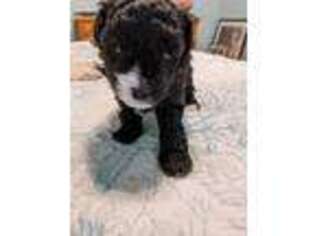 Mutt Puppy for sale in Navarre, FL, USA
