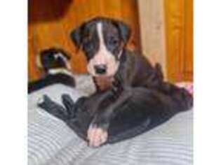 Great Dane Puppy for sale in Toronto, SD, USA