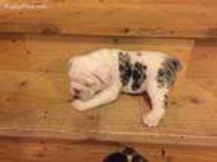 Olde English Bulldogge Puppy for sale in Aurora, WV, USA