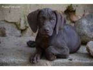 Vizsla Puppy for sale in Clanton, AL, USA