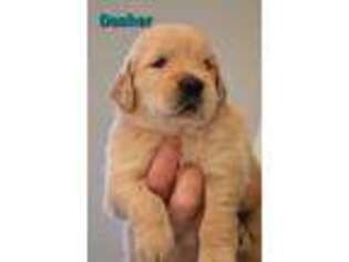 Golden Retriever Puppy for sale in Spencerville, IN, USA