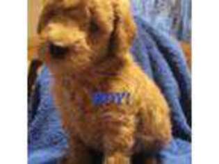 Goldendoodle Puppy for sale in Anaheim, CA, USA