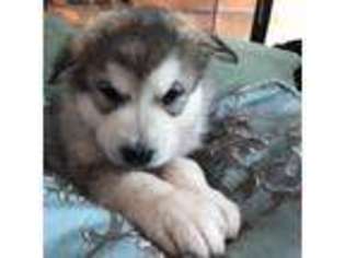 Alaskan Malamute Puppy for sale in Snowflake, AZ, USA