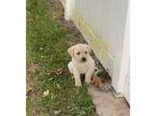 Labrador Retriever Puppy for sale in Platte City, MO, USA