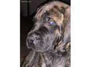 Mastiff Puppy for sale in Mason, MI, USA