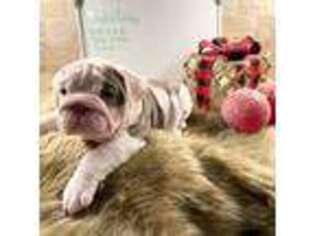 Bulldog Puppy for sale in Rusk, TX, USA