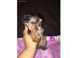 Yorkshire Terrier Puppy for sale in Fallbrook, CA, USA