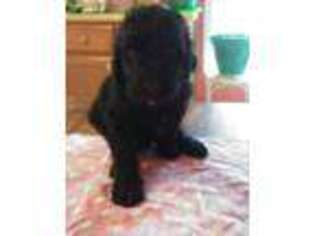 Goldendoodle Puppy for sale in Campbellsville, KY, USA