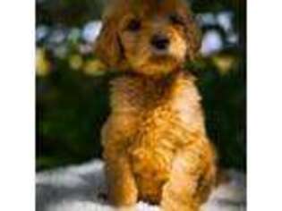 Goldendoodle Puppy for sale in San Francisco, CA, USA