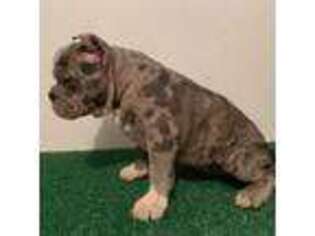 Mutt Puppy for sale in Freeport, TX, USA