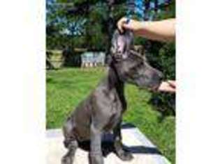Great Dane Puppy for sale in Vienna, MO, USA