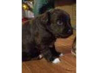 Mutt Puppy for sale in Eyota, MN, USA
