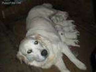Mutt Puppy for sale in Alsea, OR, USA