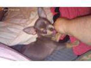 Chihuahua Puppy for sale in East Grand Forks, MN, USA