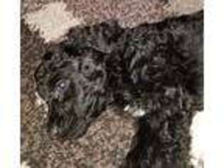 Labradoodle Puppy for sale in Port Charlotte, FL, USA