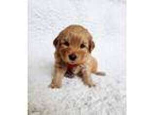 Labradoodle Puppy for sale in Watsontown, PA, USA