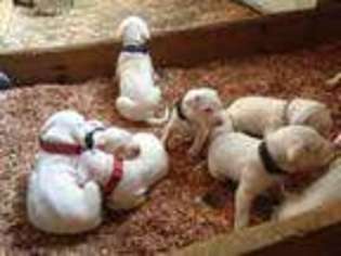 Dogo Argentino Puppy for sale in Blair, SC, USA