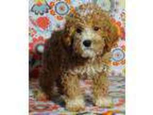 Mutt Puppy for sale in Losantville, IN, USA