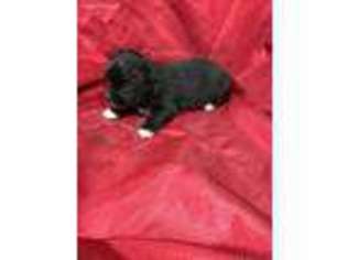 Havanese Puppy for sale in Maben, MS, USA