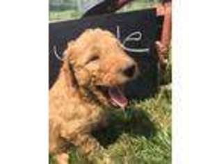 Goldendoodle Puppy for sale in Shelbyville, TN, USA