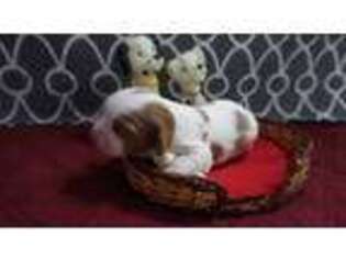 Cavalier King Charles Spaniel Puppy for sale in San Jacinto, CA, USA