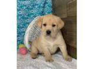 Labrador Retriever Puppy for sale in Downing, MO, USA