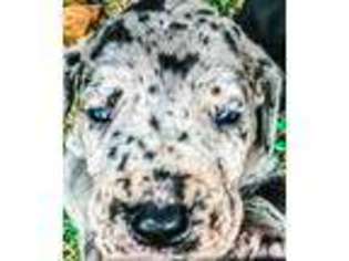 Great Dane Puppy for sale in Dawson Springs, KY, USA