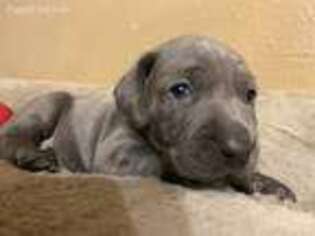 Weimaraner Puppy for sale in Pleasanton, TX, USA