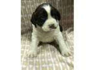 English Springer Spaniel Puppy for sale in Columbus, NC, USA