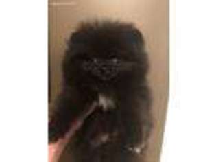 Pomeranian Puppy for sale in Woodbine, GA, USA