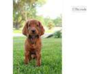 Irish Setter Puppy for sale in Columbus, OH, USA